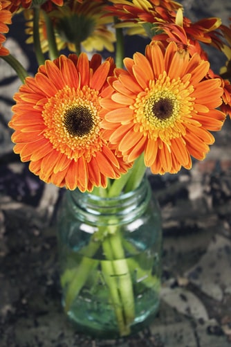 Gerbera Daisy