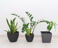 best office plants