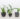 best office plants