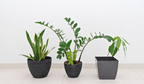 best office plants