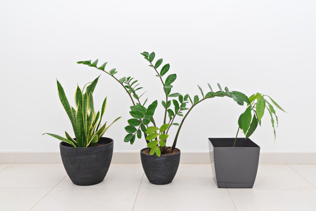 best office plants