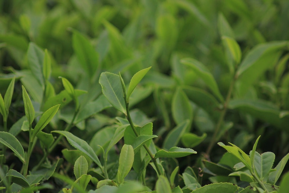 How To Start Herb Farming Business