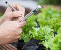 herb farming