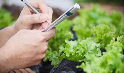 herb farming