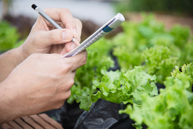 herb farming