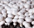 Modern Mushroom-Growing Farm Equipment