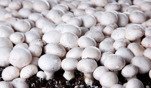 Modern Mushroom-Growing Farm Equipment