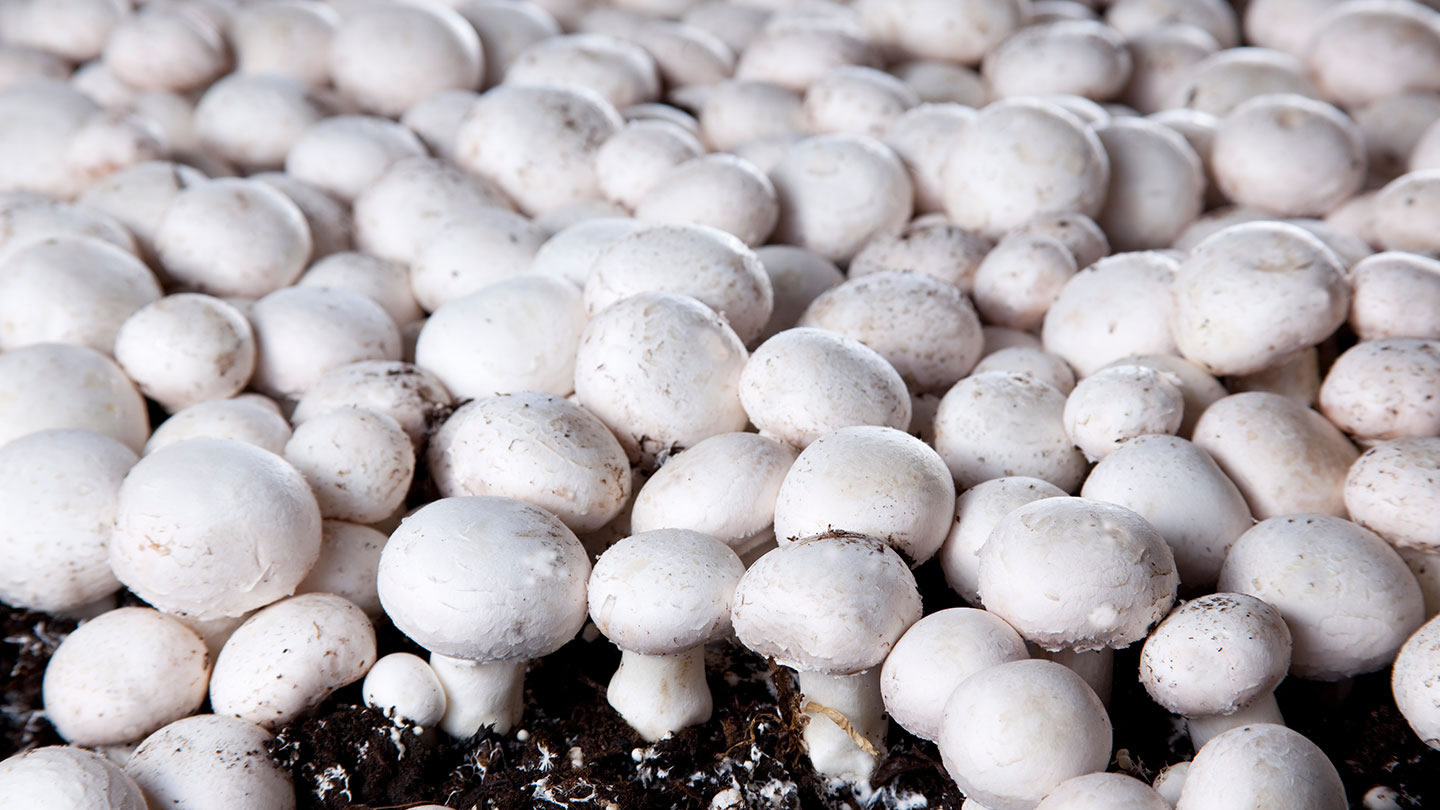 Modern Mushroom-Growing Farm Equipment