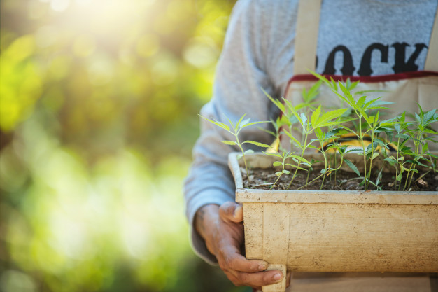 Cannabis Business