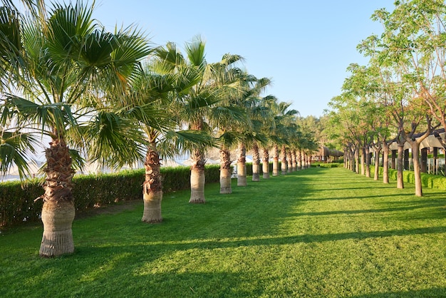  Palm Jumeirah