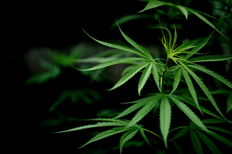 Health Benefits of Cannabis Seeds