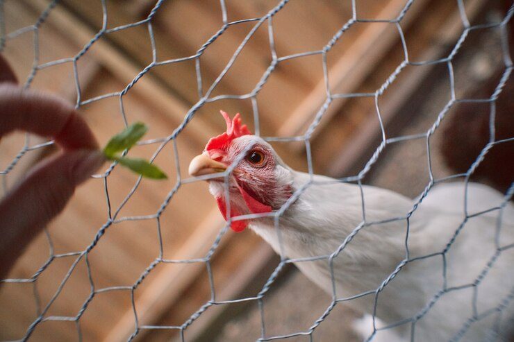 Benefits of a chicken fence