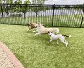 Maintaining Your Dog's Playground