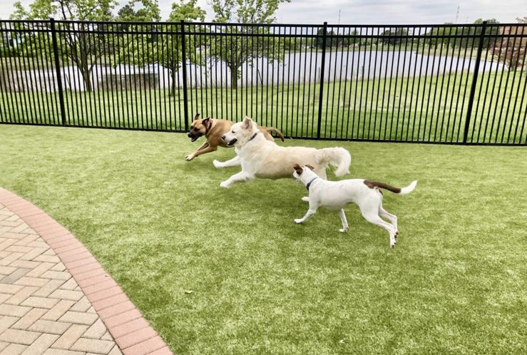 Maintaining Your Dog's Playground