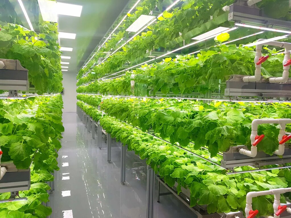 Importance Of Vertical Farming