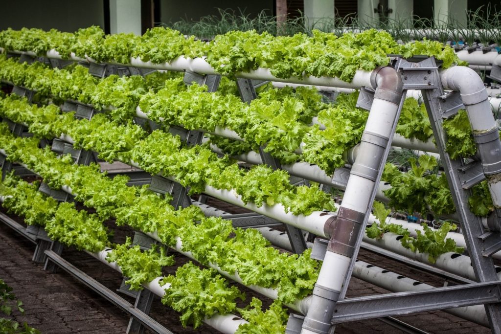 Rise of Vertical Farming