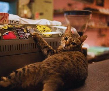 Cat Supplies in Your Retail Space