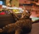 Cat Supplies in Your Retail Space