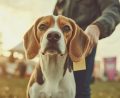 Dog Boarding