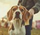 Dog Boarding