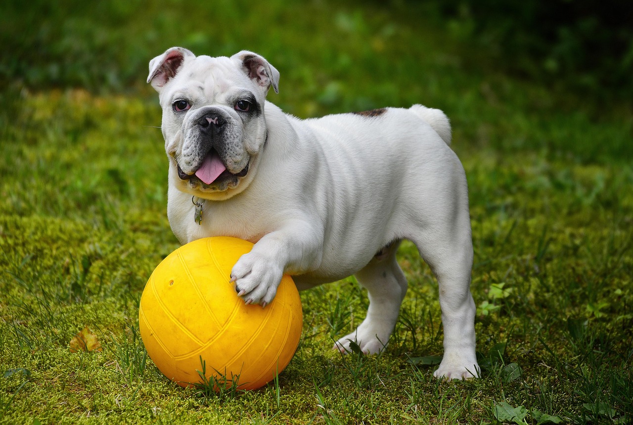 Starting A Dog Boarding Business