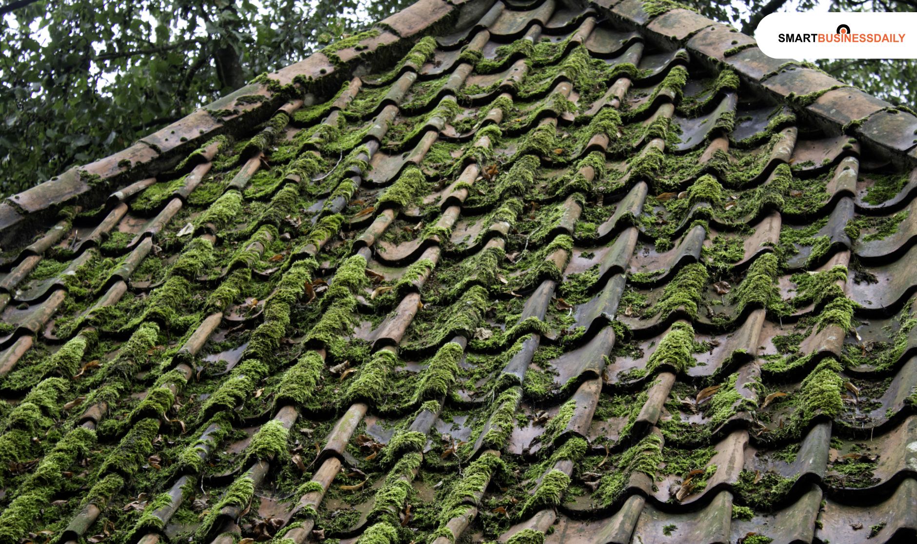 Moss Of Algae Growth
