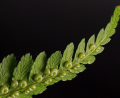 kratom